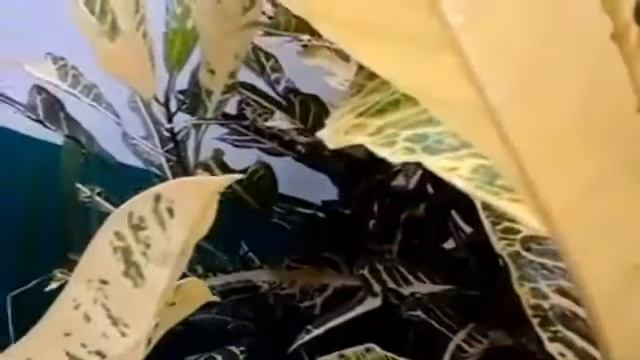 Croton plant | San Francisco plants смотреть онлайн