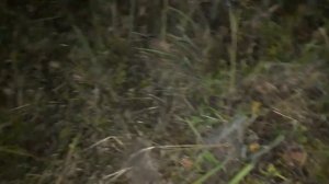 Земляные осы!Опасные насекомые на участке и как с ними бороться!