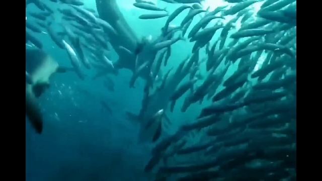 Полосатик-Морской гигант смотреть онлайн