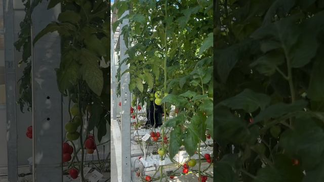 УРОЖАЙНОСТЬ ТОМАТОВ. КАК ПОЛУЧИТЬ ЕЩЕ БОЛЬШЕ. смотреть онлайн