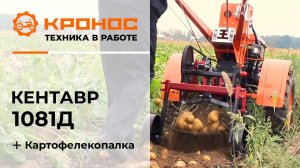 Обзор: Мотоблок Кентавр 1081Д (Toyokawa) с картофелекопалкой в работе