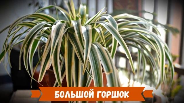 Почему не цветет хлорофитум? Основные причины смотреть онлайн