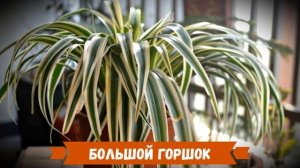 Почему не цветет хлорофитум? Основные причины