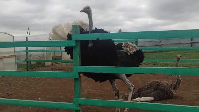 Страус Африканский, #жизнь на ферме, без фильтров смотреть онлайн