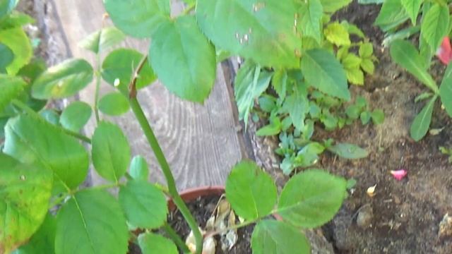 Выращиваем розы. смотреть онлайн