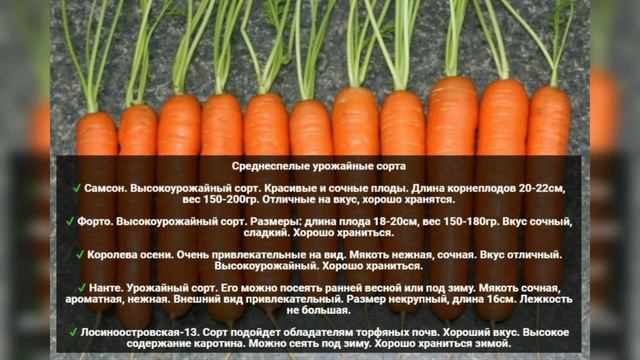 Самые урожайные и вкусные сорта моркови 2022 году смотреть онлайн