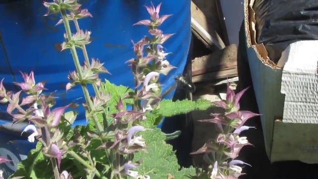 Carpenter Bee | Пчела-плотник (Xylocopa valga) - насекомые России смотреть онлайн