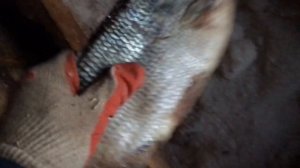 Язь сухим посолом / краткий инструктаж