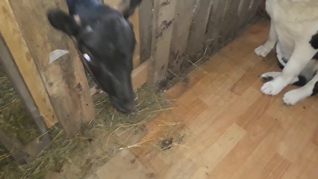 КОЗА & АЛАБАЙ/ КТО -КОГО?/ Знакомство. Что из этого вышло?/И немного обовсем... 04.11.18 г. смотреть онлайн