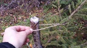 Сломалась ель на  участке, что делать?