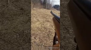 Пристрелка иж-56 "белка" и соболь