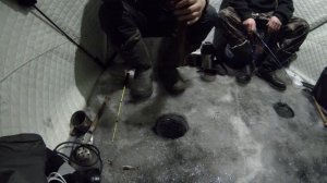 Налим на стук в марте