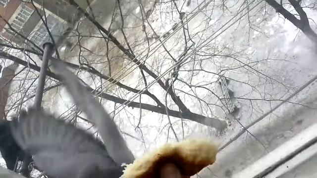 Голубь хлеб и стекло смотреть онлайн