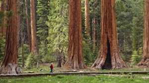 Секвойя - почему деревья ГИГАНТЫ растут только в Америке