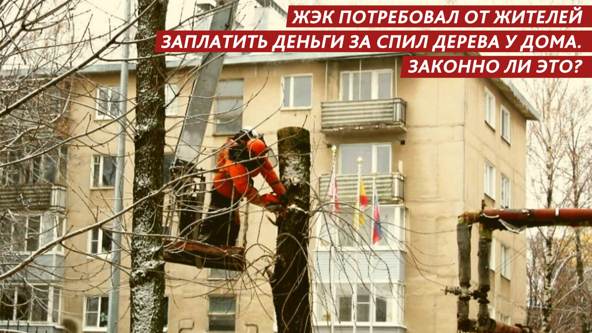 Калининградский ЖЭК потребовал от жителей заплатить деньги за спил дерева у дома смотреть онлайн