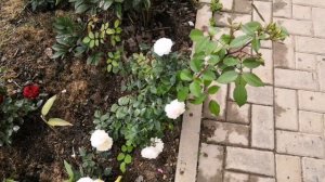 Любуемся розами вместе со мной ❤️ роза Полька, паустиния, роза кордана в открытом грунте. Rose. Roz