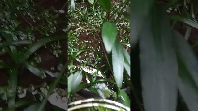 pinnatifida emersed смотреть онлайн