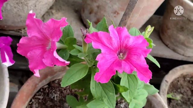 ফুল ফোটার পর পিটুনিয়ার যত্ন|| care tips of petunia plant after it starts blooming смотреть онлайн