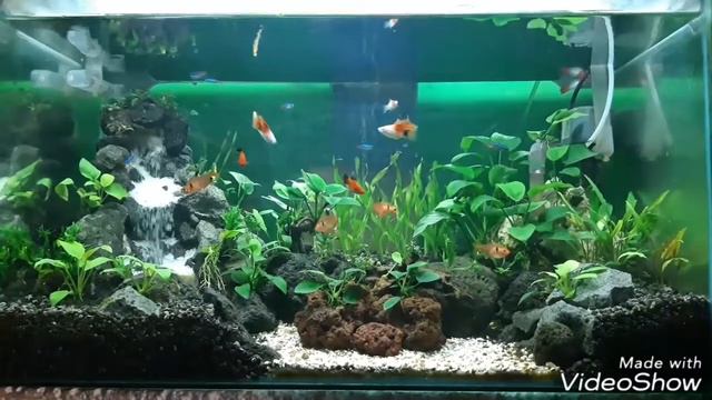 Aquascape jungle style смотреть онлайн
