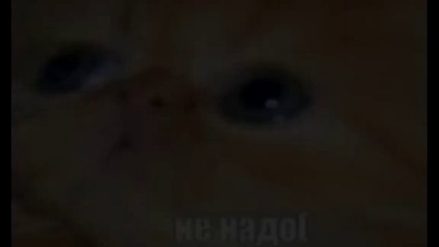 не надо нам глаз но это картинки смотреть онлайн