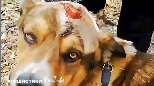 Ей забивали гвозди в голову, весь коридор в квартире был залит кровью, собака лежала бездвижно смотреть онлайн