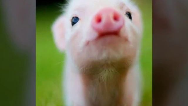 Мои обои для планшета смотреть онлайн