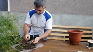 Как правильно пересадить аспарагус в домашних условиях