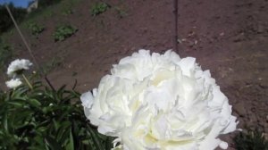 Миссис Ж.В.  Эдлунд. Белый пион, 2018г.