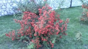 ПИРАКАНТА В САДУ МОЖЕТ ИМЕТЬ КРАСИВУЮ ФОРМУ!