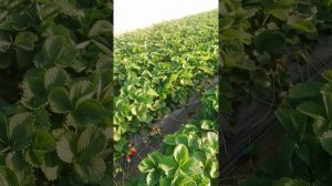 Клубника сорт Квики в теплице.