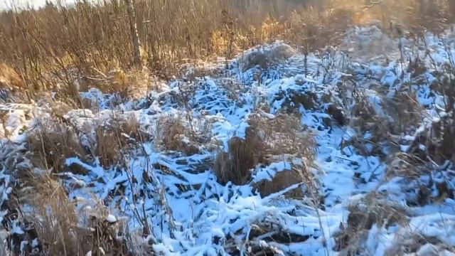 Проверка   N7  ,попали куницы,енотовидные собаки)))Проверка супер.Дает плоды свои путик.