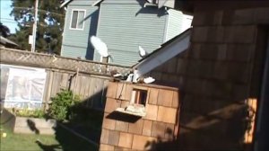 Ржёвский турман