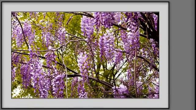 Wisteria Hoa Tử Đằng смотреть онлайн