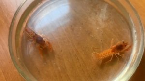 Мексиканский карликовый рак. Кто он? Особенности содержания