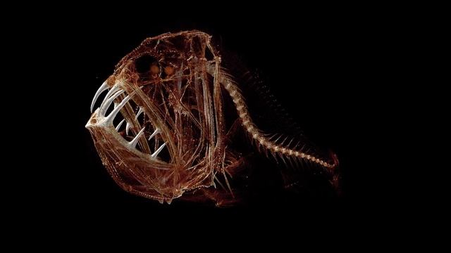 Самые Пугающие Существа Океана Заснятые на Камеру