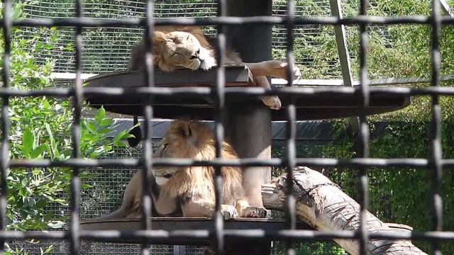 Виннипег | Зоопарк Виннипега | Assiniboine ZOO | Зоопарк Виннипега находится в Ассинибоин Парке смотреть онлайн