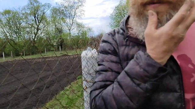 Жимолость. Переопыление сортов.