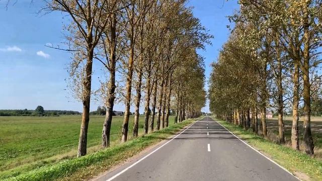 Красивые тополя вдоль трассы / Осенняя дорога / Осень 2021 смотреть онлайн