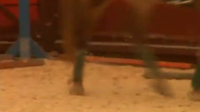 ДЕТИ ПОДАРИЛИ ЛОШАДЯМ ТВОРЧЕСТВО смотреть онлайн