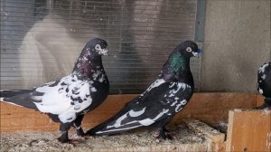 Сельские голуби. 9 03 2022 года. В гостях у Виктора, голуби майкопские, леушковские .