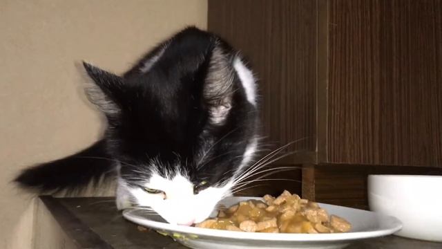 Черно белая кошка жрет смотреть онлайн