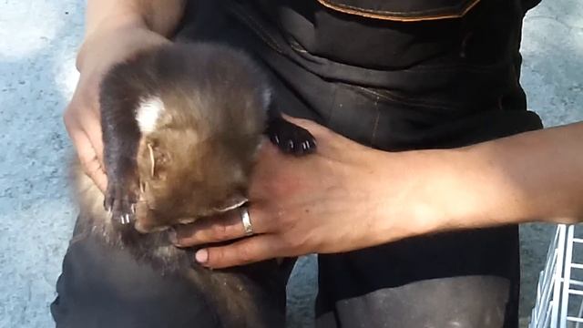 Хорек смотреть онлайн