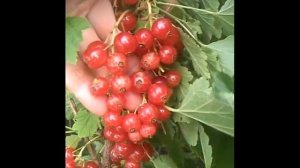 Ласуня - лучший сорт красной смородины для сладкоежек