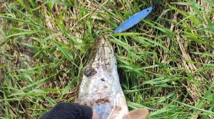 Щука на пилькер. Река Неман.