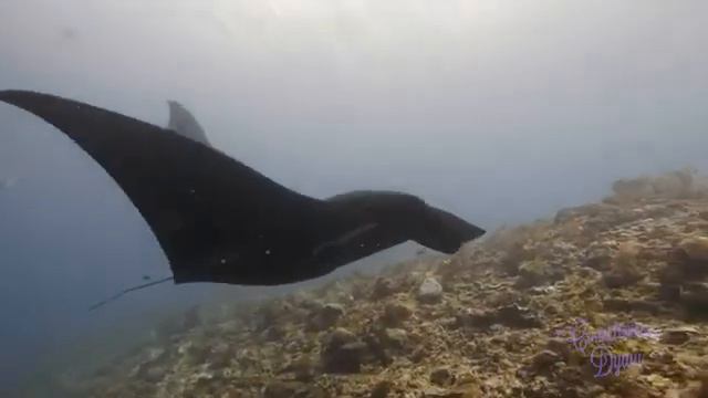 Классика музыка в подводном мире кораллового рифа смотреть онлайн