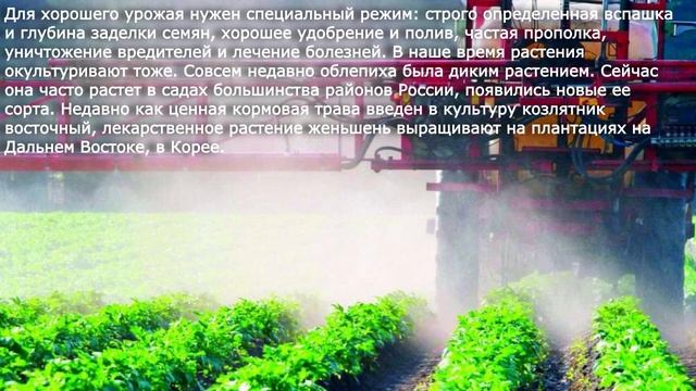 28. Разнообразие и происхождение культурных растений. Биология 6 класс - Пономарева. смотреть онлайн
