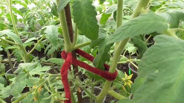 Пасынкование томатов. Что такое пасынок? Какие пасынки я удаляю у своих томатов в теплице? смотреть онлайн