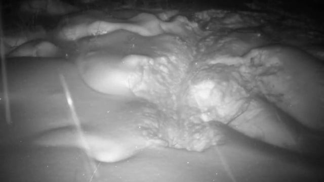 Фотоловушка на бобровой плотине 1 смотреть онлайн