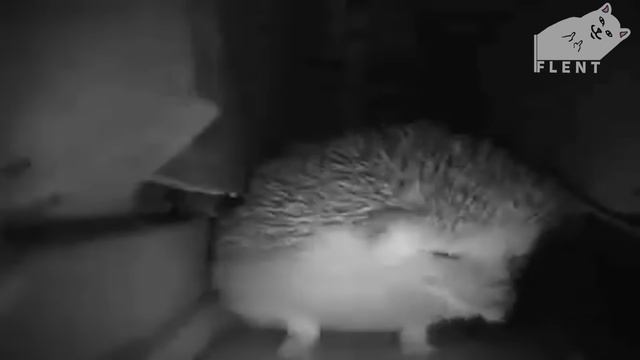 ежик чихнул все начали падать ? смотреть онлайн