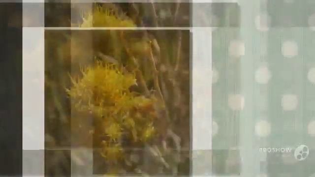 nauseosa - fungi kingdom смотреть онлайн